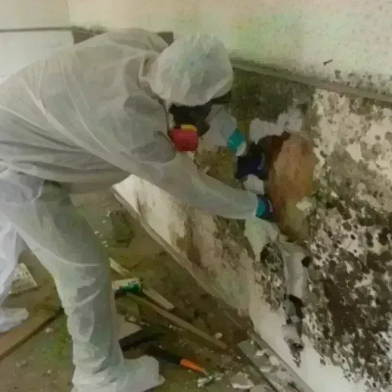 Mold Remediation and Removal in Goochland, VA